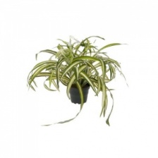 Faux Spider Plant in a Pot by Grand Illusions